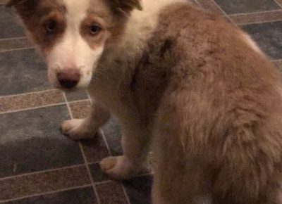 viberimage202011130149501605298311