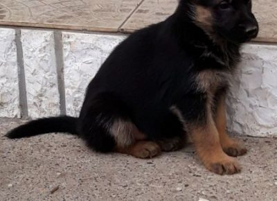 viberimage202011271812051606564875