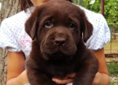 1Labradori1608571785