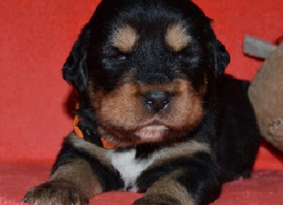 1TibetskiMastif1608591753