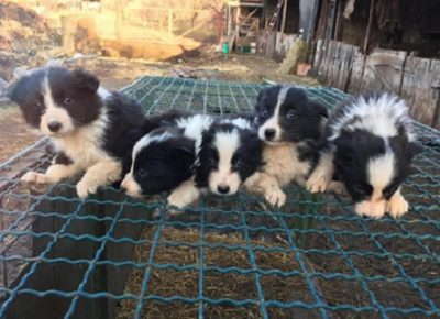 2BorderCollie1607786827