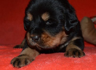 2TibetskiMastif1608591766