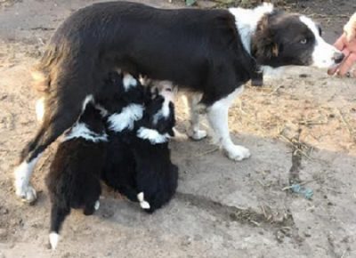 3BorderCollie1607786829
