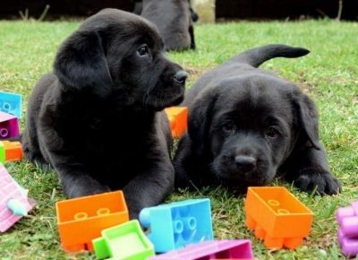 3Labradori1608571796