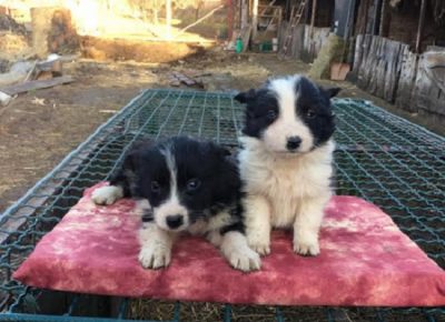 4BorderCollie1607786831