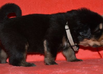 4TibetskiMastif1608591766