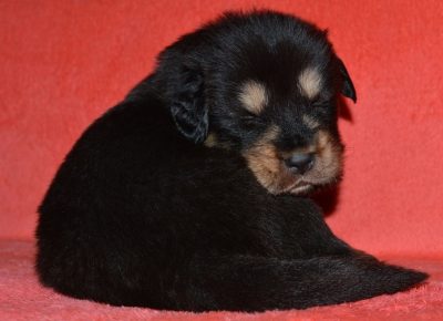 5TibetskiMastif1608591765