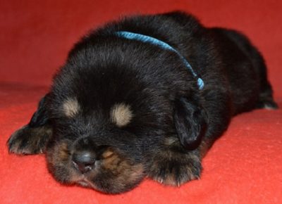 6TibetskiMastif1608591768