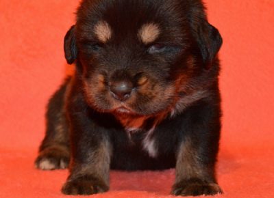 7TibetskiMastif1608591767