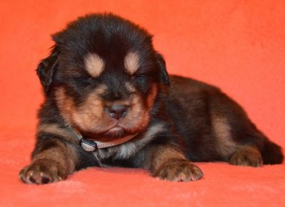 9TibetskiMastif1608591768