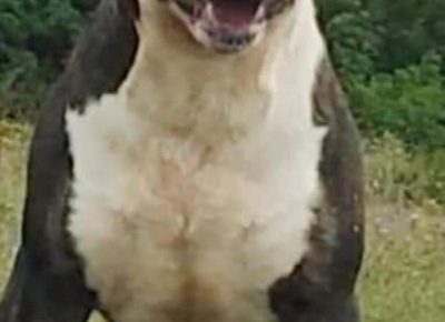 Bulfurda131608568544