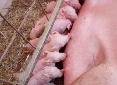 IMGbc3a2389619026a2c082108231c1852eV1608146820