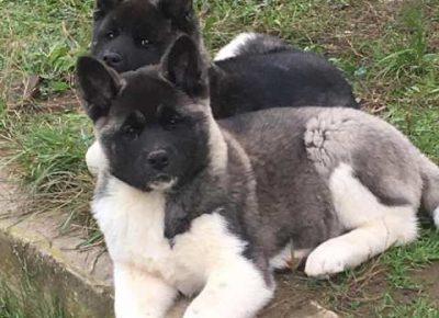 americkaakita021606834749