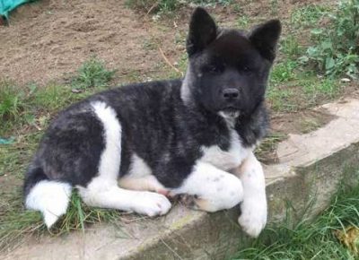 americkaakita031606834753