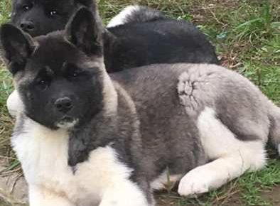 americkaakita041606834757