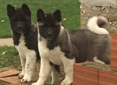 americkaakita051606834761