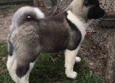 americkaakita061606834765