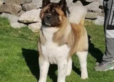 americkaakita091606834789