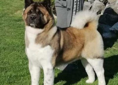 americkaakita101606834794