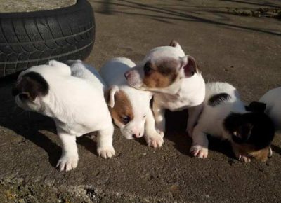 dzekraselterijer011607081334