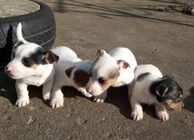 dzekraselterijer021607081335