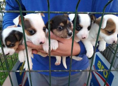 dzekraselterijer031607081336