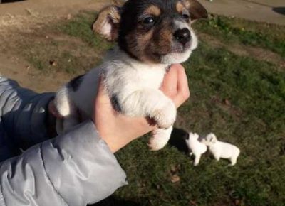 dzekraselterijer041607081338