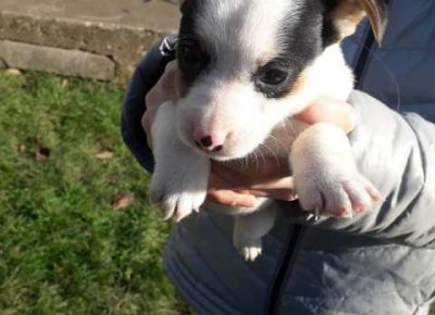 dzekraselterijer051607081335