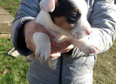 dzekraselterijer061607081337