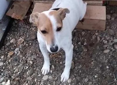 dzekraselterijer091607081336