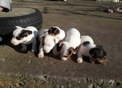 dzekraselterijer111607081338