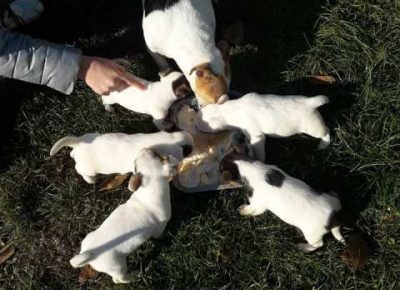 dzekraselterijer131607081337