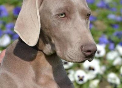 vajmarskipticar041608581863