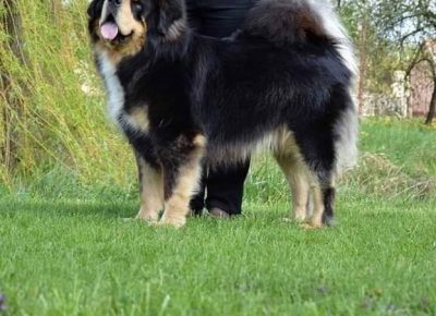 x11TibetskiMastif1608591767