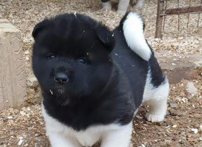 1AleksandarM1610386006