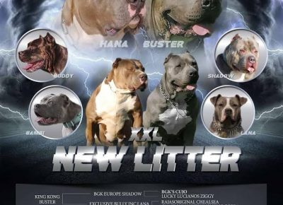 1Americanbulixxl1612091199