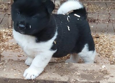 2AleksandarM1610386011