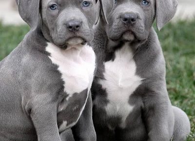 2Americanbulixxl1612091204