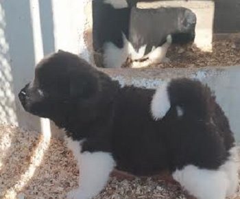 3AleksandarM1610386015