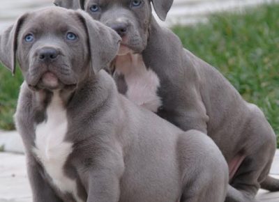 3Americanbulixxl1612091210