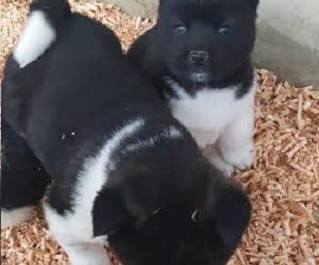 4AleksandarM1610386020