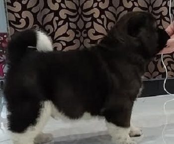 5AleksandarM1610386025