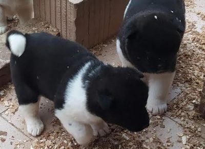 6AleksandarM1610386031