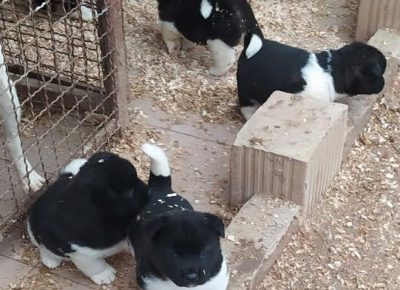 8AleksandarM1610386042