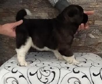 9AleksandarM1610386048