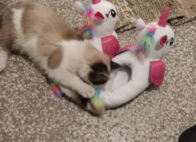 IMG202012251933201612012795