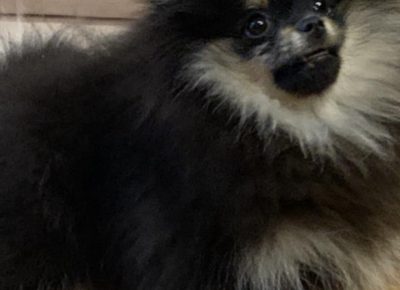 Mirččboo61609701656