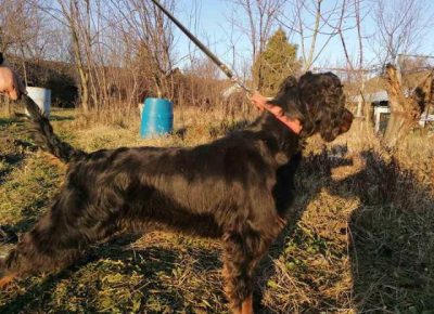 gordonseter011611501979