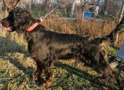 gordonseter021611501981