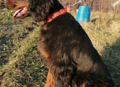 gordonseter041611501980